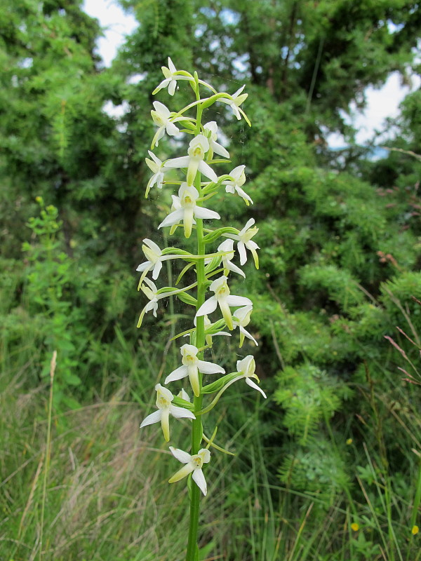 vemenník dvojlistý Platanthera bifolia (L.) Rich.