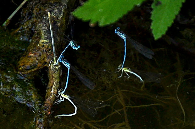 šidielko ploskonohé Platycnemis pennipes