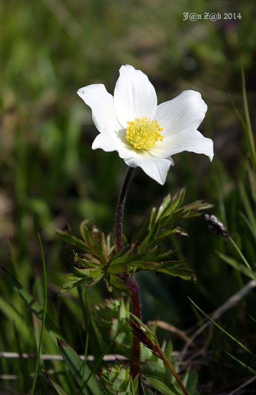 poniklec biely Pulsatilla scherfelii (Ullepitsch) Skalický