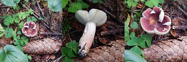 plávka Russula sp.