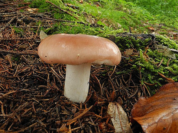 plávka mandľová Russula vesca Fr.