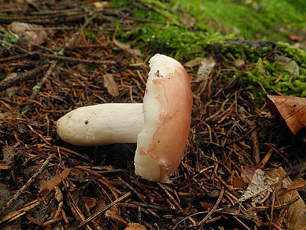 plávka mandľová Russula vesca Fr.