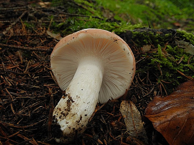 plávka mandľová Russula vesca Fr.