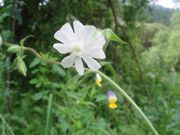 silenka biela pravá Silene latifolia subsp. alba (Mill.) Greuter et Burdet