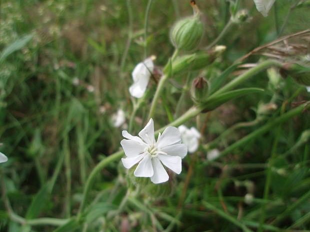 silenka biela pravá Silene latifolia subsp. alba (Mill.) Greuter et Burdet