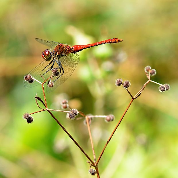 vážka červená Sympetrum sanguineum  (Müller, 1764)