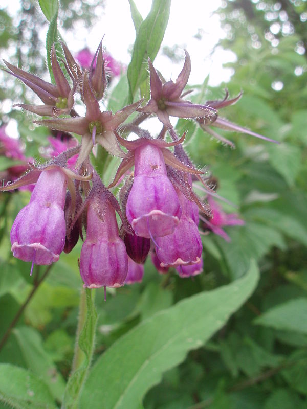 kostihoj lekársky Symphytum officinale L.