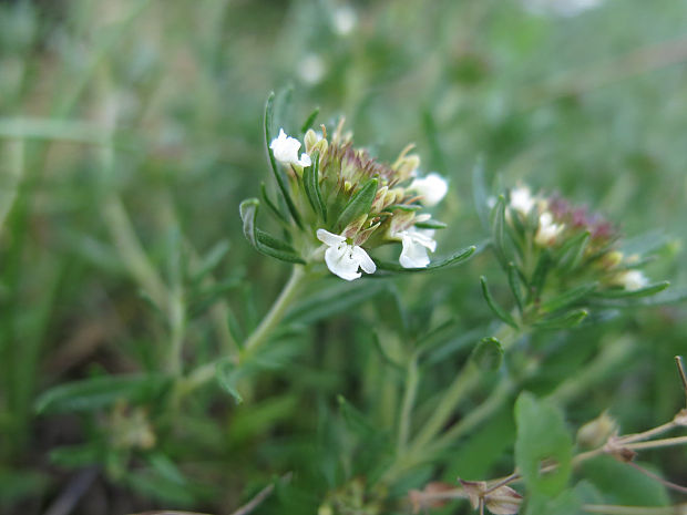 hrdobarka horská Teucrium montanum L.