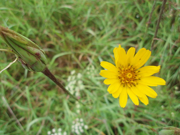 kozobrada lúčna Tragopogon pratensis L.