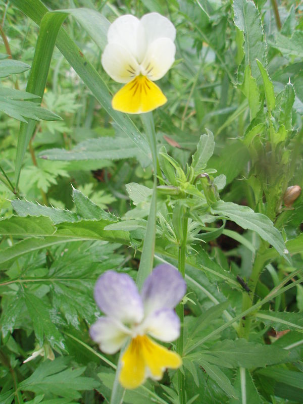 fialka trojfarebná Viola tricolor L. emend. F. W. Schmidt