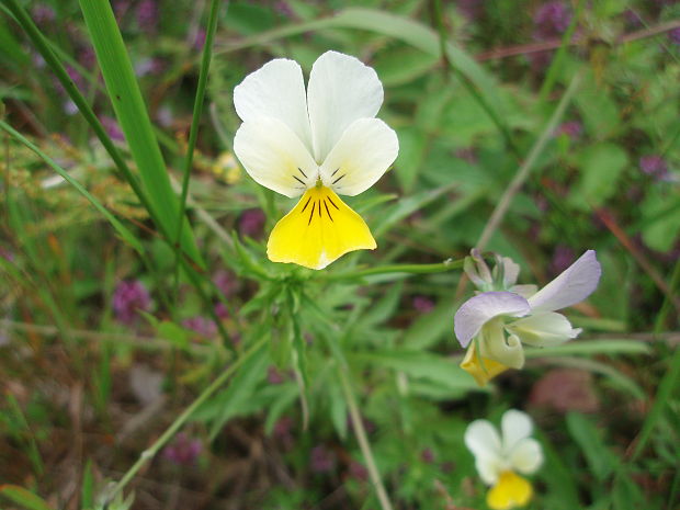 fialka trojfarebná Viola tricolor L. emend. F. W. Schmidt