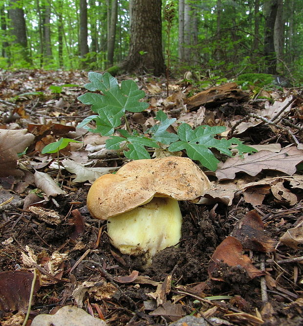 Biotop hríbu horského