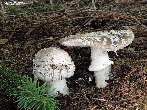 muchotrávka hrubá Amanita excelsa (Fr.) Bertill.