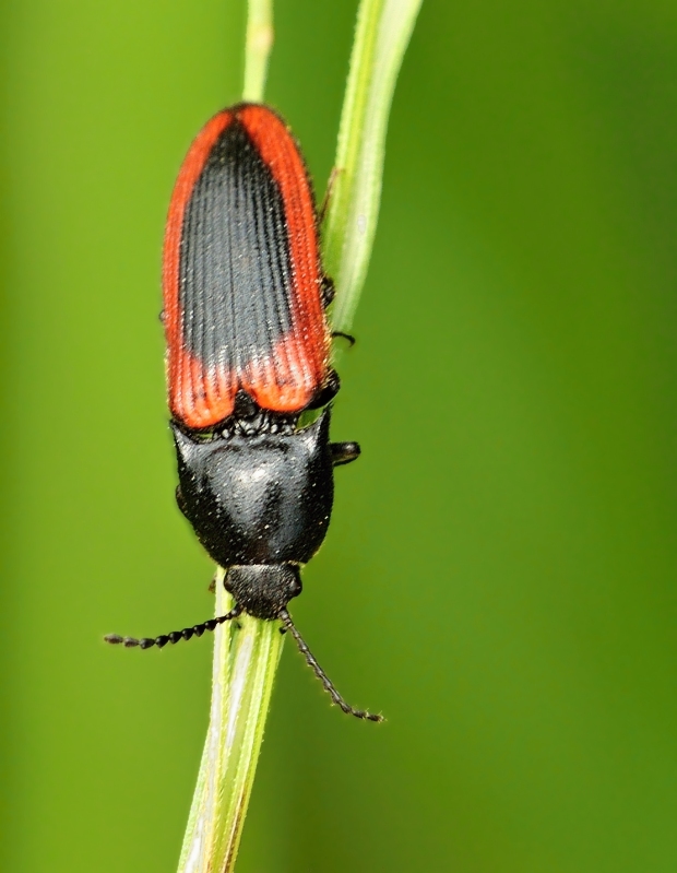 kováčik Ampedus sanguinolentus