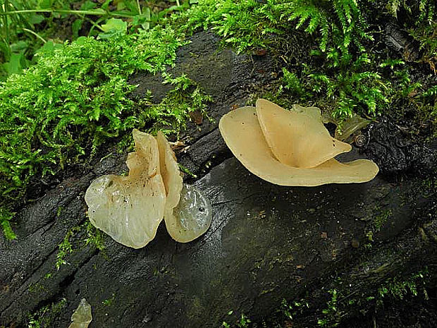 uchovec bazový biely Auricularia auricula-judae var. lactea Quél