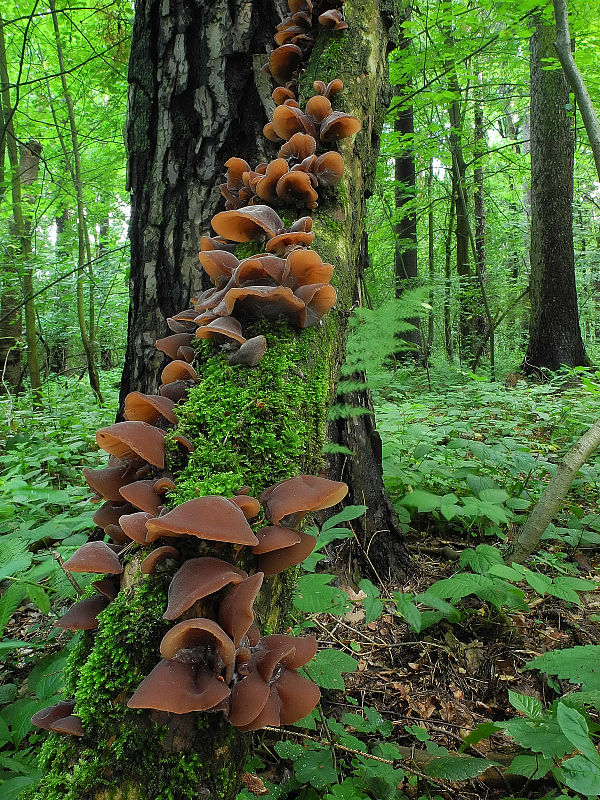 uchovec bazový Auricularia auricula-judae (Bull.) Quél.