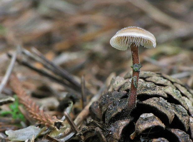 lopatovka obyčajná Auriscalpium vulgare Gray