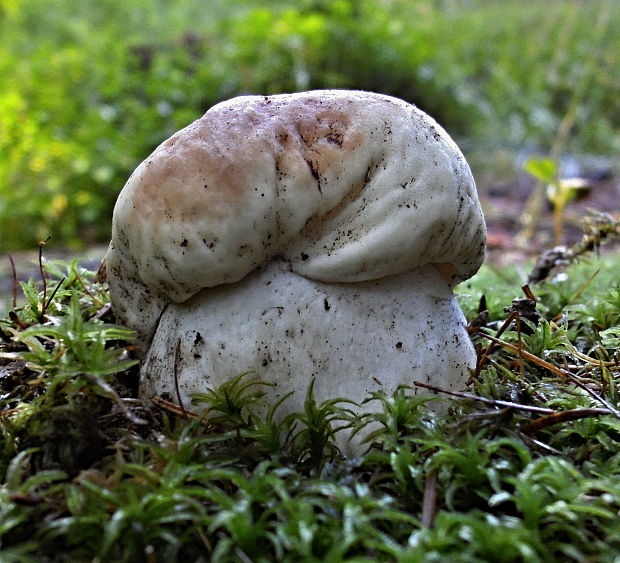 hríb smrekový Boletus edulis Bull.