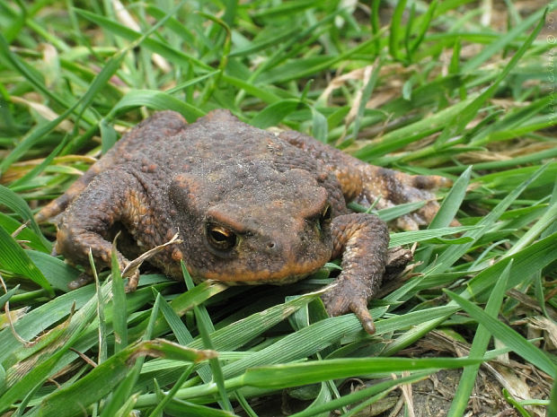 ropucha bradavičnatá Bufo bufo Linnaeus 1758