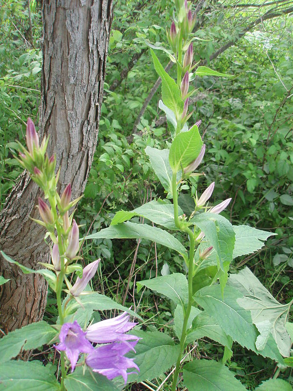 zvonček širokolistý Campanula latifolia L.