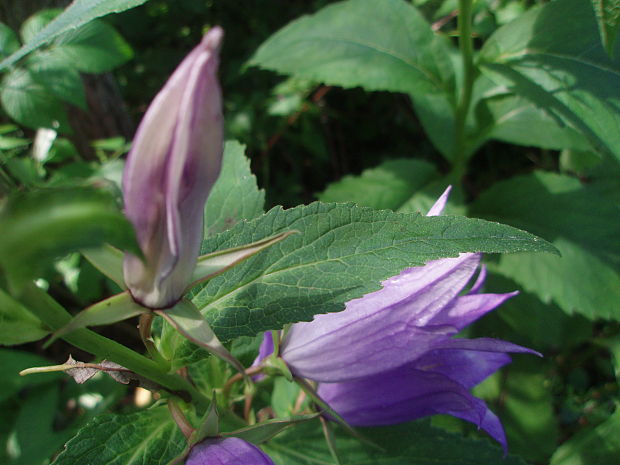 zvonček širokolistý Campanula latifolia L.