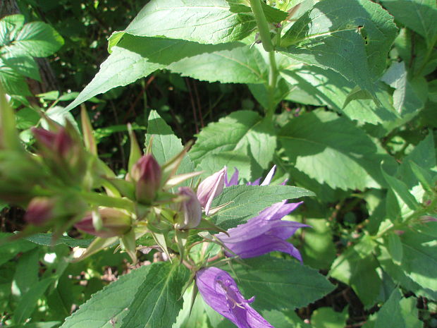 zvonček širokolistý Campanula latifolia L.