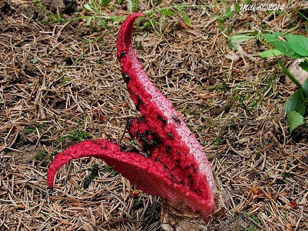 mrežovka kvetovitá Clathrus archeri (Berk.) Dring