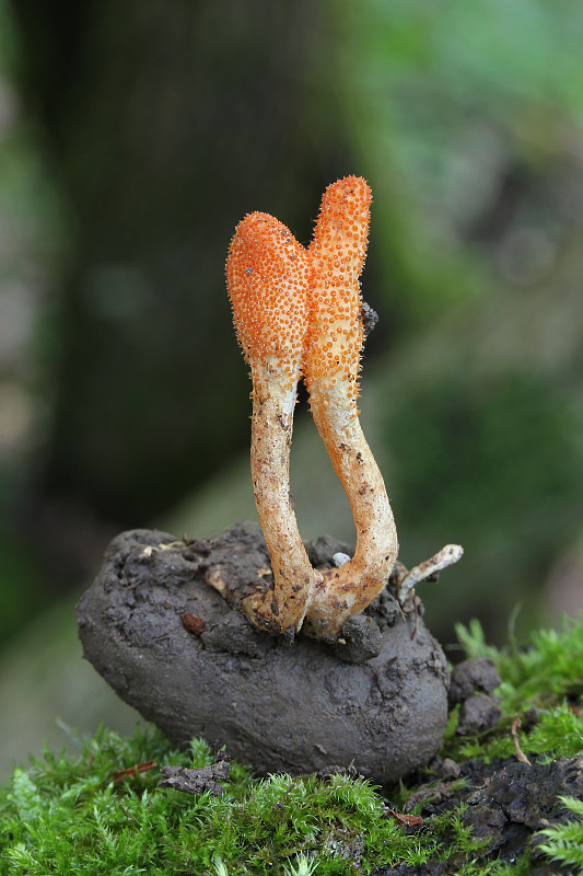 žezlovka hmyzová Cordyceps militaris (Fr.) Link