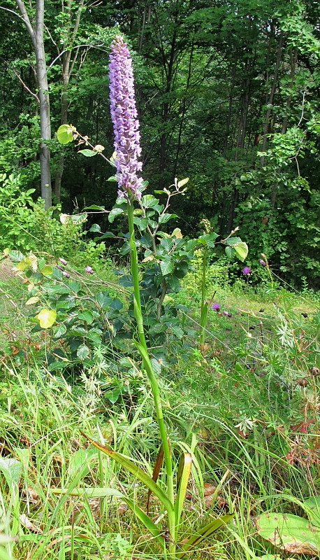 päťprstnica hustokvetá Gymnadenia densiflora (Wahlenb.) A. Dietr.