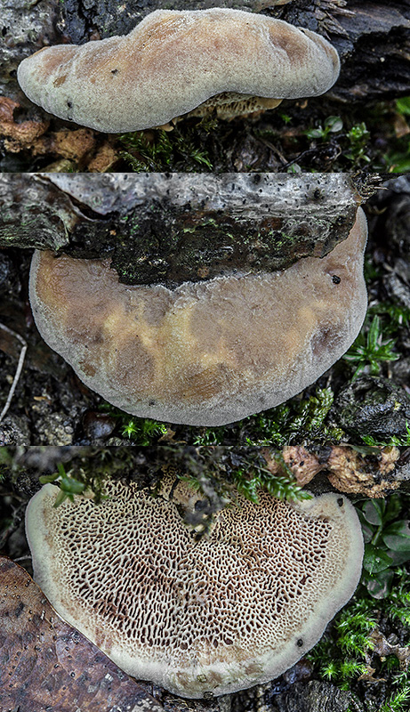 hlinovec červenkastý Hapalopilus rutilans (Pers.) Murrill