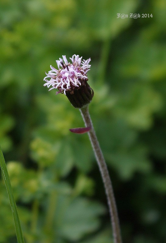 podbelica alpínska Homogyne alpina (L.) Cass.