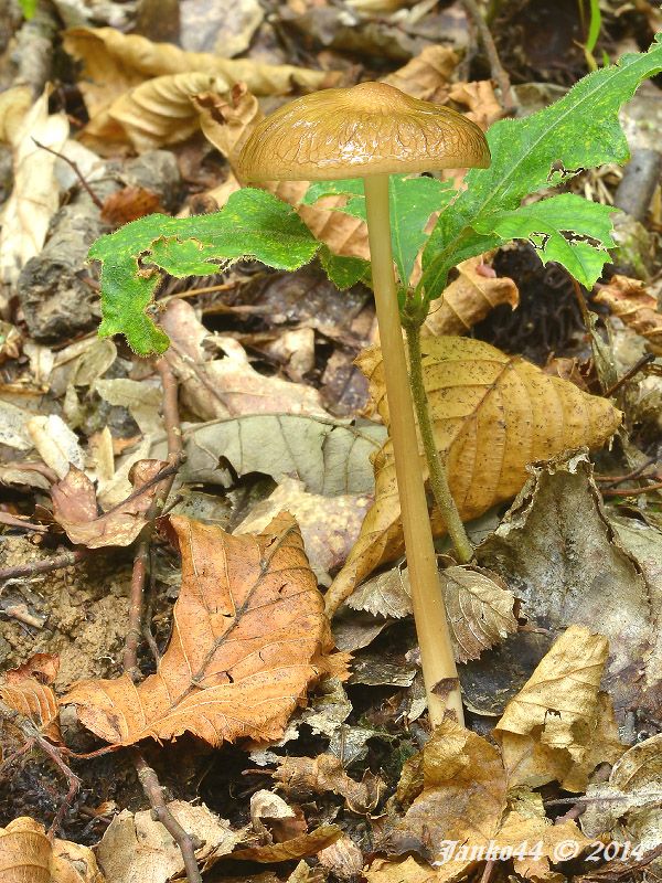 sliznačka koreňujúca Hymenopellis radicata (Relhan) R.H. Petersen