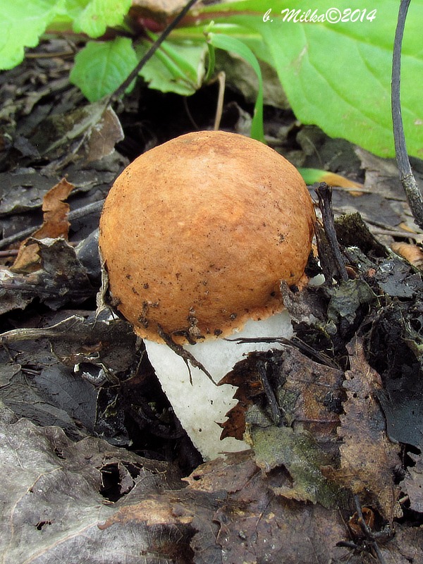 kozák osikový Leccinum albostipitatum den Bakker & Noordel.