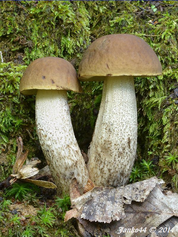 kozák hrabový Leccinum pseudoscabrum (Kallenb.) Šutara