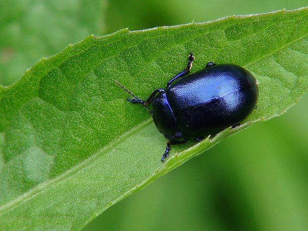 mandelinka tmavomodrá Oreina caerulea Olivier, 1790