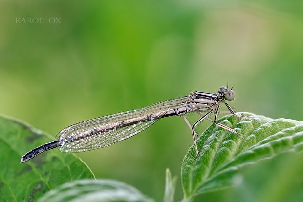 šidielko ploskonohé ♀ Platycnemis pennipes