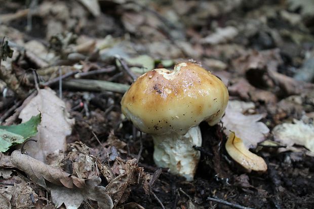 plávka smradľavá Russula foetens Pers.