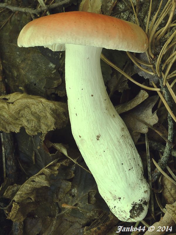 plávka Russula sp.