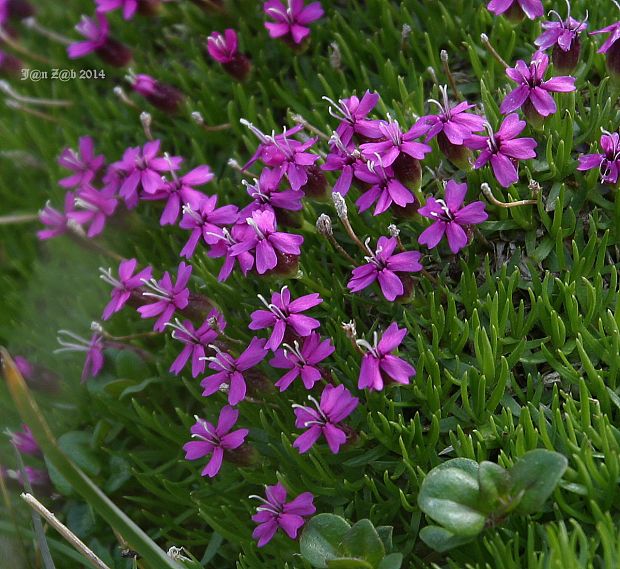 silenka bezbyľová Silene acaulis (L.) Jacq.