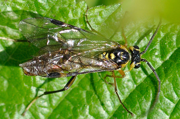 piliarka Tenthredopsis cf. sordida