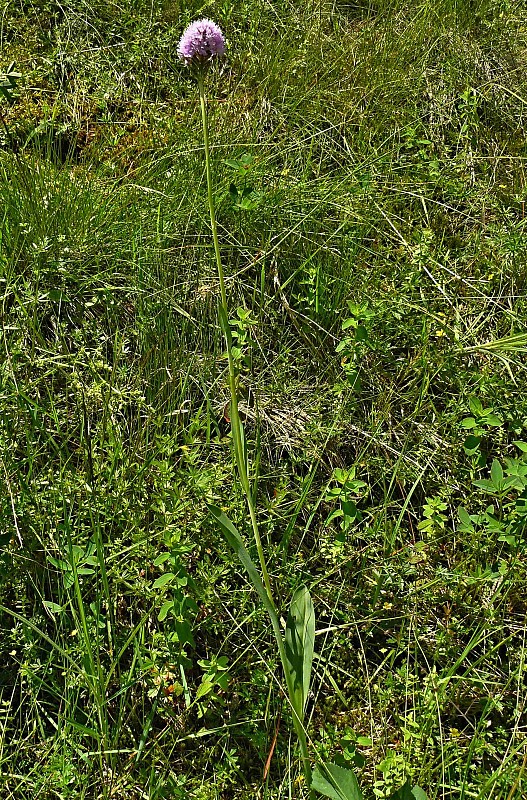 pavstavač hlavatý Traunsteinera globosa (L.) Reichenb.