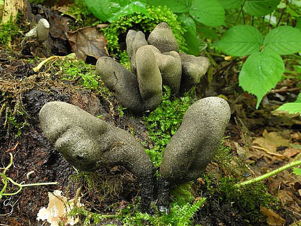 drevnatec kyjakovitý Xylaria polymorpha (Pers.) Grev.