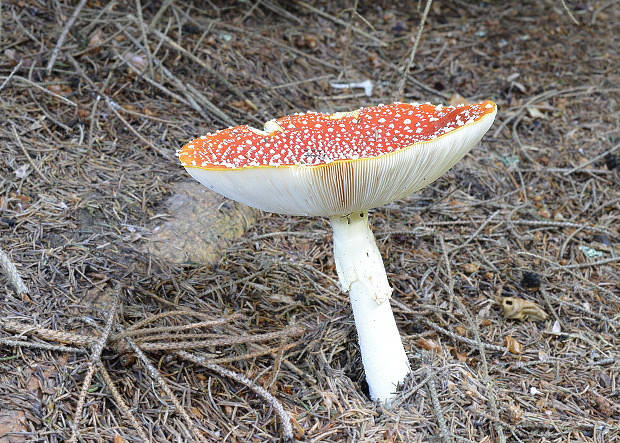 muchotrávka červená Amanita muscaria (L.) Lam.