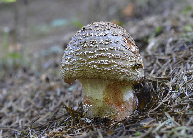 muchotrávka červenkastá Amanita rubescens Pers.