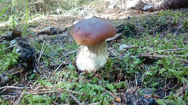 hríb smrekový Boletus edulis Bull.