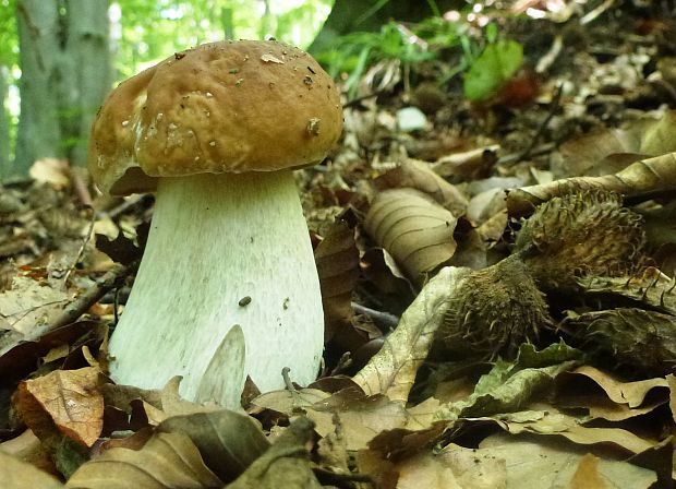 hríb dubový Boletus reticulatus Schaeff.