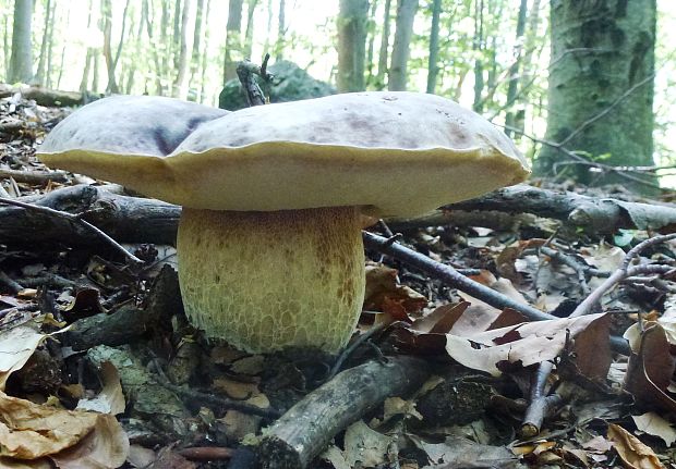 hríb dubový Boletus reticulatus Schaeff.