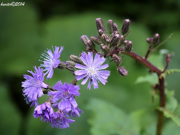 mliečivec alpínsky Cicerbita alpina (L.) Wallr.