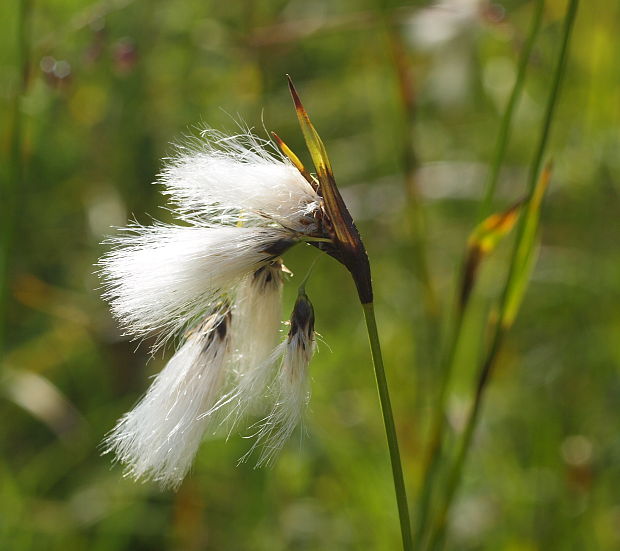 páperník úzkolistý Eriophorum angustifolium Honck.