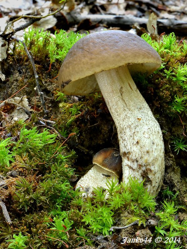 kozák hrabový Leccinum pseudoscabrum (Kallenb.) Šutara